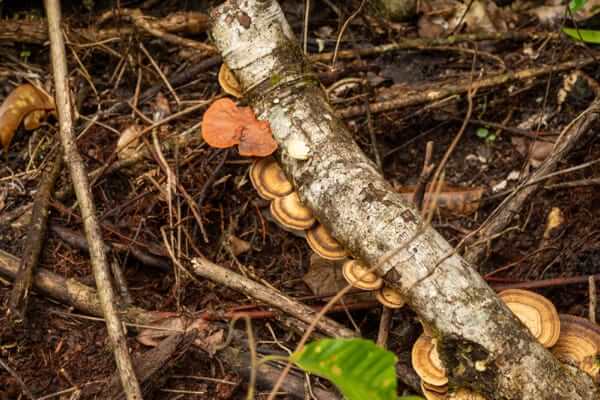 Atherton Tableland Rainforest